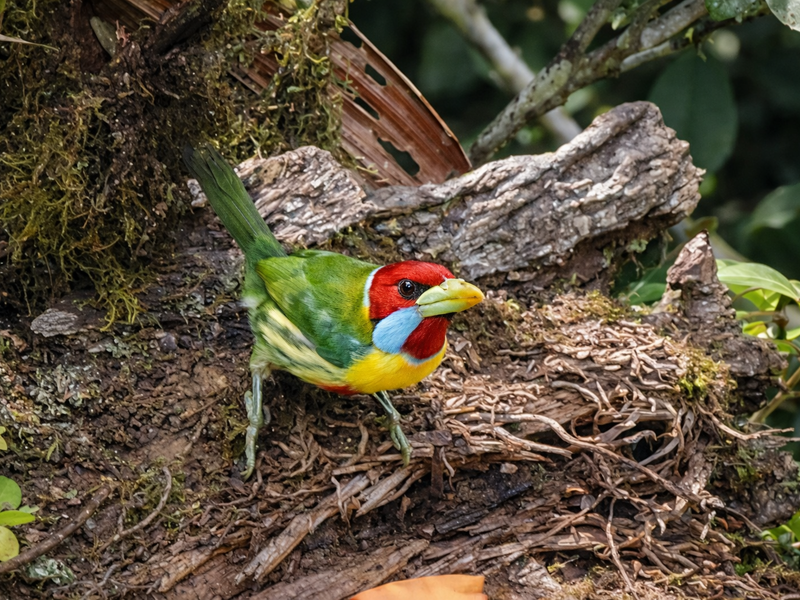 Manu Complete Birding Tour: extended birdwatching expedition in Manu